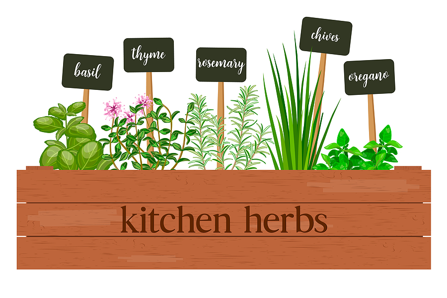 Kitchen Herbs - Growing herbs in the kitchen has been gaining popularity with cooks who will use them.